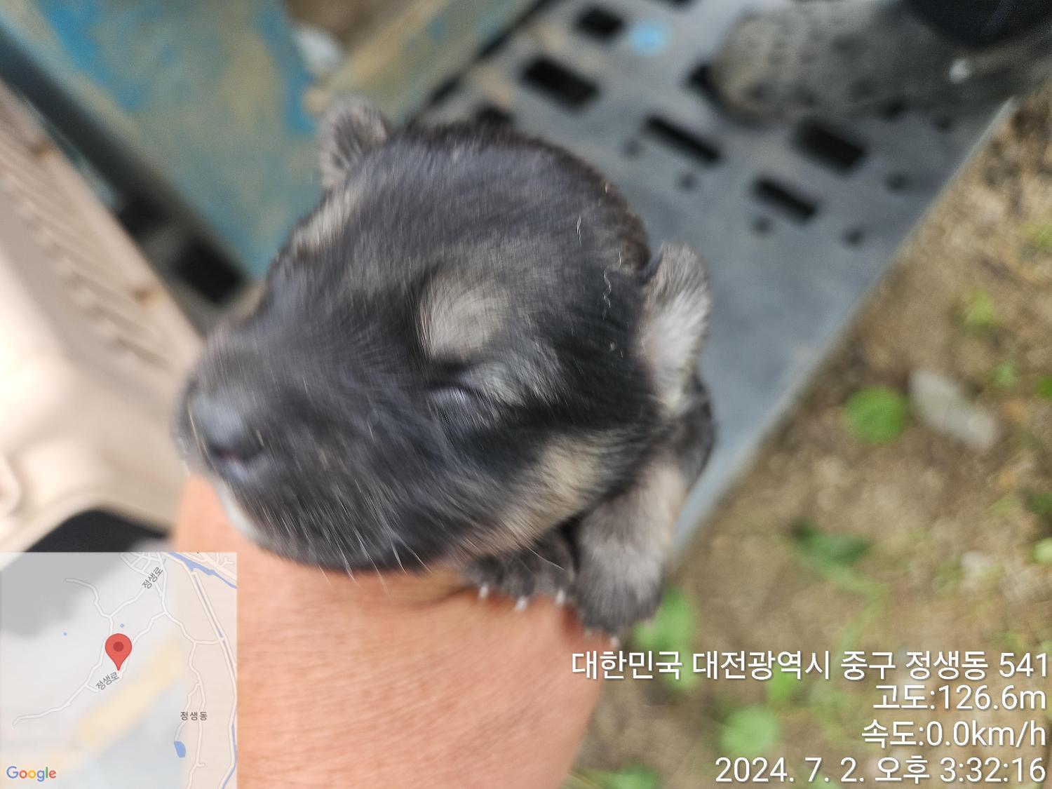 대전동물보호센터_430365202400305